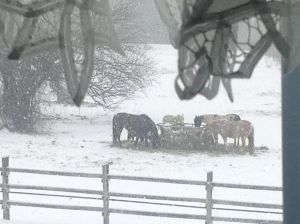 horses-in-snow